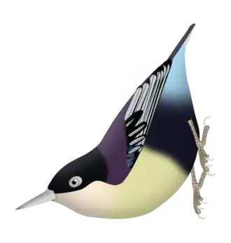 Sitta azurea nigriventer (observe las partes superiores color azul púrpura, coberteras azules y vientre color ante).