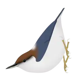 Trepador cabecipardo (S. pusilla).