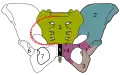 Pelvis