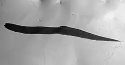 B. Marca oscura de talud que puede haber sido iniciada por un remolino o diablo de polvo, cuya traza es visible atravesando el ápice de la marca oscura (imagen MRO HiRISE; abarca 1,8&nbsp;km y está basada en Schorghofer et al., 2007, p. 136, fig. 5).