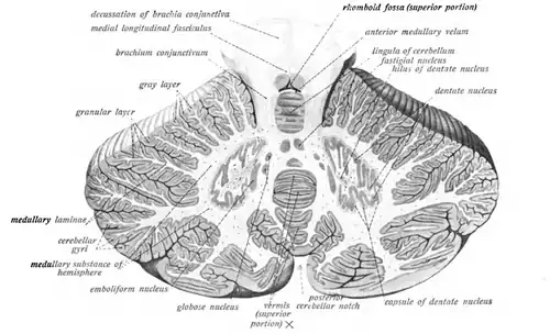 Corte transversal del cerebelo humano, mostrando el núcleo dentado y corte transversal del vermis.