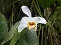 Sobralia chrysostoma flor Costa Rica