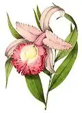 Sobralia macrantha in: "Annales de la Société royale d’Agriculture et de Botanique de Gand", vol. 3, pl. 123. (1847)