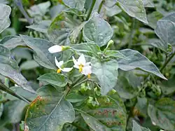 Perianto rotado en Solanum nigrum.