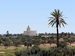Vue d’une mosquée isolée au milieu d’oliviers, avec un palmier dominant à droite.