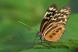 Mariposa tigre