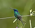 Colibrí grande