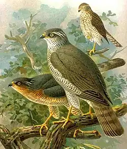 Pareja de gavilanes comunes.