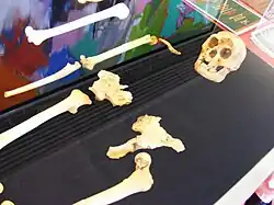 LB 1 es un cráneo de 380 cm³ y esqueleto parcial de una hembra adulta de menos de 1 metro y unos 25 kg, con algunos rasgos similares a Australopithecus, otros a los hombres de Dmanisi y otros derivados de H. erectus y que no han llegado a fosilizarse enteramente debido al clima tropical. Este descubrimiento hizo ver la adaptabilidad del género Homo más allá de lo que se había imaginado hasta entonces.