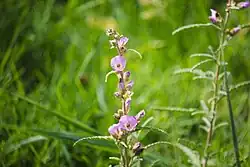 Fotografía Sphaeralcea angustifolia en Tepeapulco, Hidalgo, México