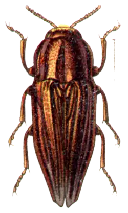 Sphenoptera canaliculata