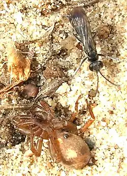 Avispa de las arañas con su presa.