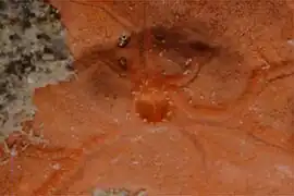 Spirastrella cunctatrix (Hadromerida)