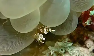 T. amboinensis en Plerogyra sinuosa