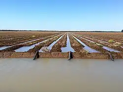 Siphon irrigation of cotton near St George, Queensland