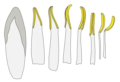 Sucesión de morfología de estambres en una ninfácea, en la imagen el paso de pétalos a estambres. El de la izquierda todavía es un pétalo, o puede ser considerado un estaminodio (estambre no funcional), se insinúan los sitios de las tecas de la antera. El resto son estambres laminares (la antera formada por una teca a cada lado del sector apical) y el de la derecha ya puede ser considerado un estambre filamentoso.