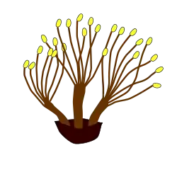 ?Estambres poliadelfos.