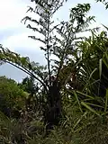 Cyathea cooperi creciendo en Makawao, Maui, Hawái.