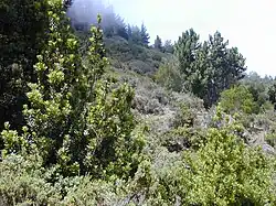 Monte vegetal en Maui, Hawaii