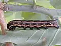 Larva de Agrius cingulata alimentándose de hojas de Nicotiana glauca