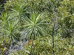 Wilkesia gymnoxiphium