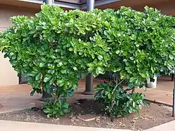 La planta en arbusto.