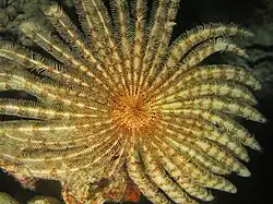 Stephanometra indica