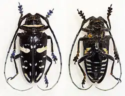 Sternotomis caillaudi