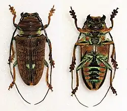 Sternotomis chrysopras