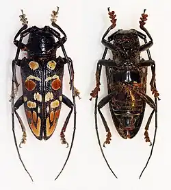 Sternotomis cornutor