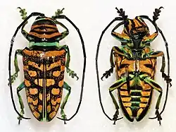 Sternotomis mirabilis