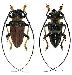 Sternotomis rufozonata