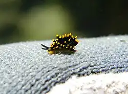 Stiliger aureomarginatus