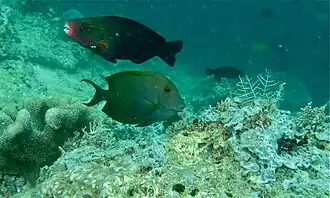 C. striatus y Chlorurus sordidus en Sabah, Malasia.