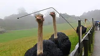 Avestruces en Cabárceno