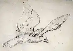 Estudio de Águila Arpía para El valle de México