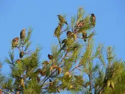 Descansando durante la migración