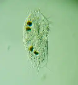 Stylonychia mytilus (Sporadotrichina)