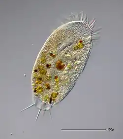Stylonychia putrina (Spirotrichea)