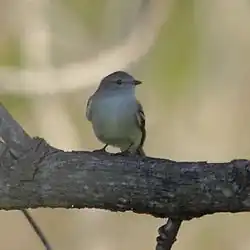Sublegatus modestus Southern Scrub-Flycatcher