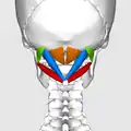 Imagen estática posterior de los 4 músculos suboccipitales.