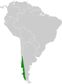 Distribución geográfica del colilarga