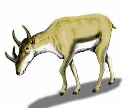 Syndyoceras (protocerátido del Mioceno)
