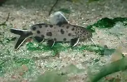 Synodontis petricola