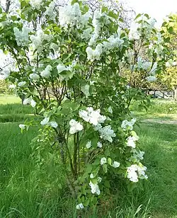 Syringa vulgaris.