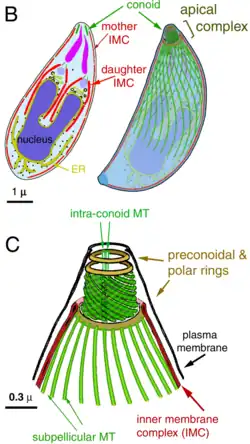 Conoide Citoesqueleto y membrana plasmática externa (negra) y dos membranas adicionales (IMC, roja) formadas por vesículas aplanadas (sacos alveolares).