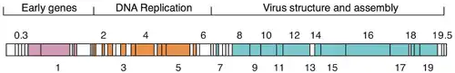 Schematic view of the phage T7 genome. Boxes are genes, numbers are gene numbers. Colors indicate functional groups as shown. White boxes are genes of unknown function or without annotation. Modified after[12]​