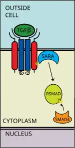 R-SMAD Ata coSMAD