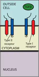 TGF Beta ligand ata a receptor