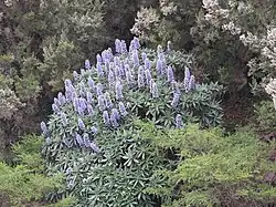 Echium acanthocarpum